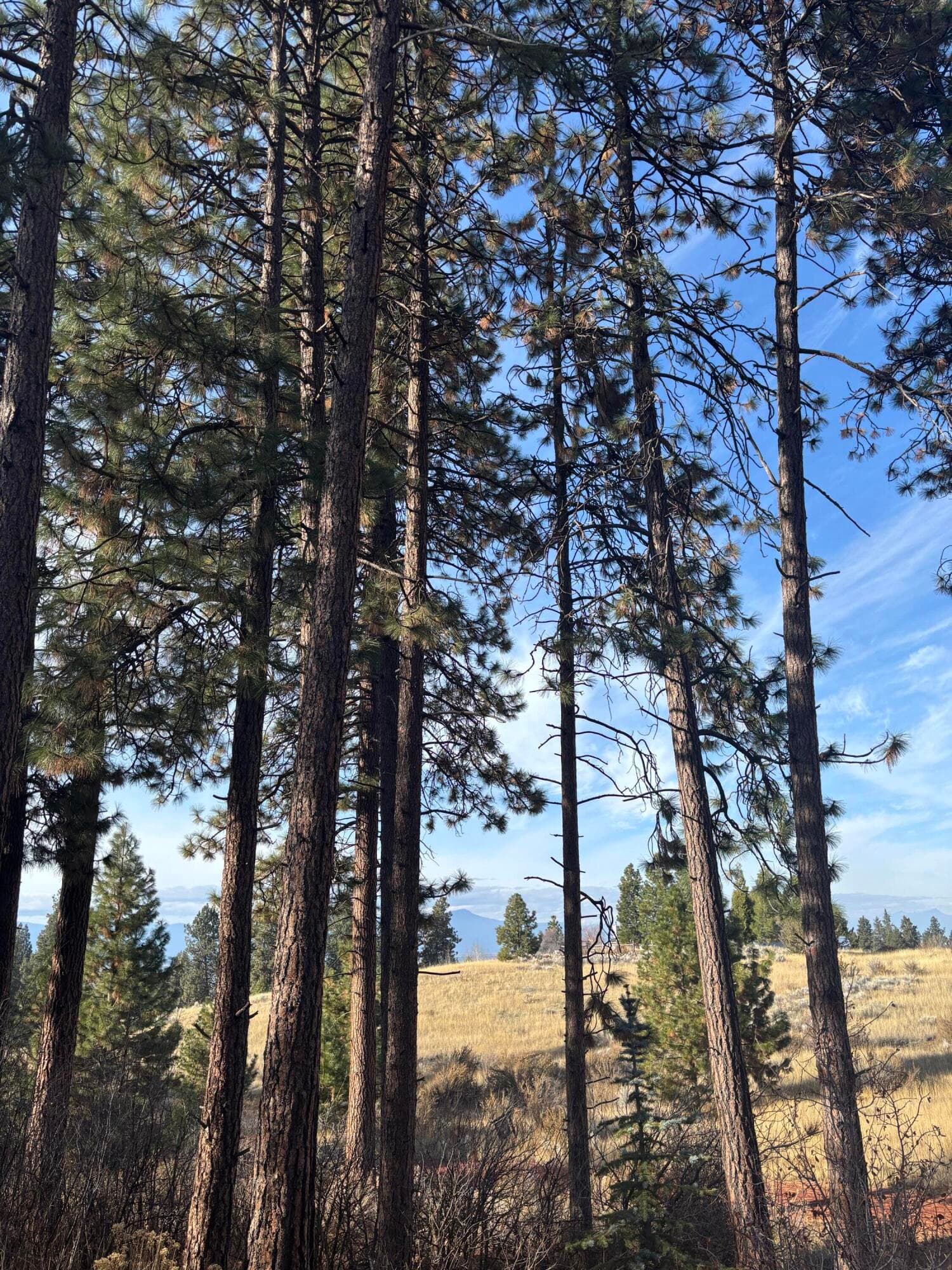IMG_2734. Photo 4 of 13, Maidu Court, Chiloquin, OR 97624