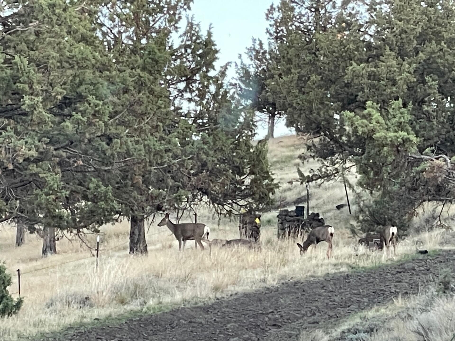 thumbnail_IMG_0413. Photo 5 of 9, 14751 SE Browning Street, Prineville, OR 97754
