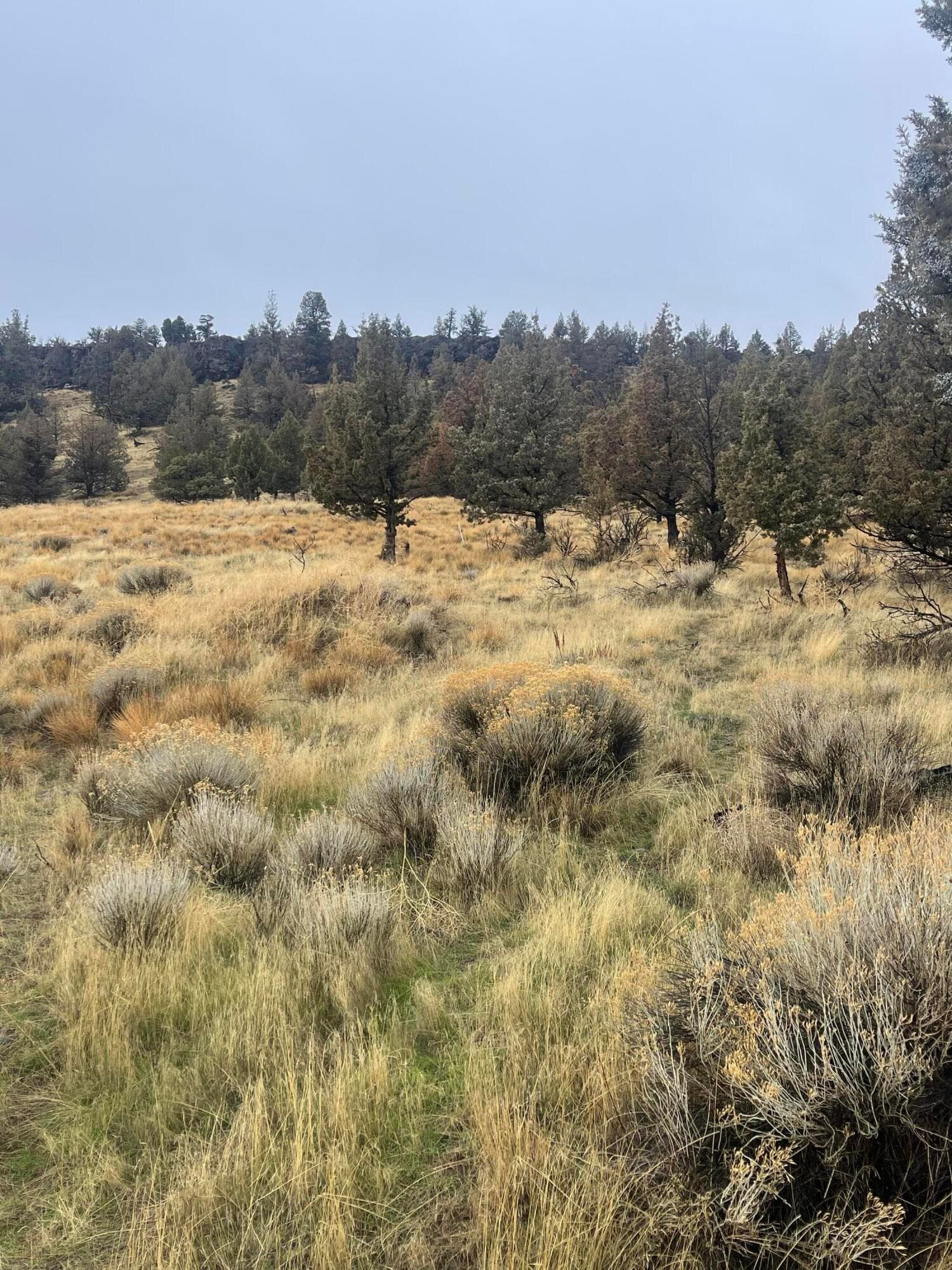 Lot 1. Photo 3 of 14, 70445 NW Lower Valley Drive Unit 100, Terrebonne, OR 97760