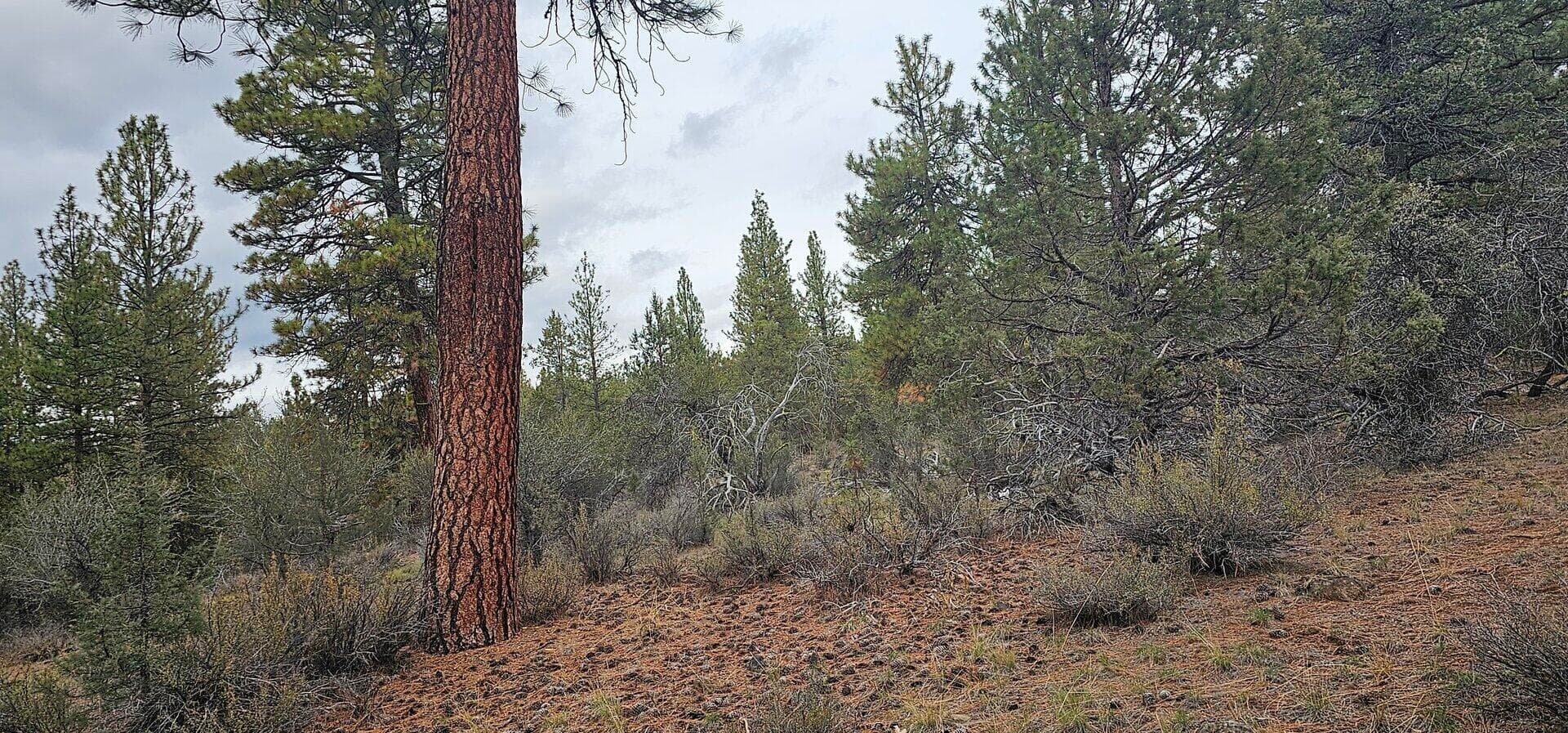 Natural Clearing Site. Photo 4 of 9, Grizzly Lane Unit 3711-036C0-05800, Bonanza, OR 97623