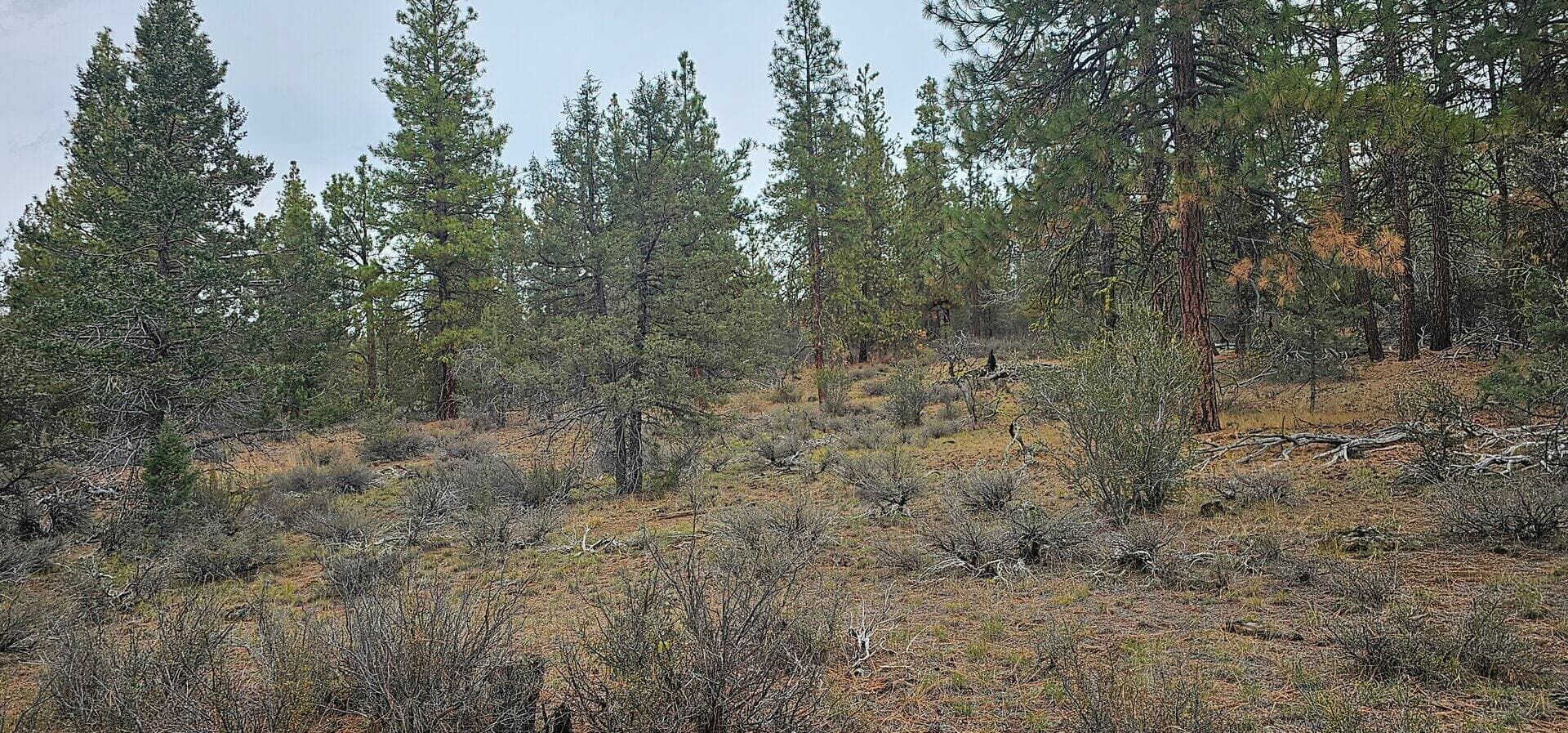 20231105_134840. Photo 3 of 9, Grizzly Lane Unit 3711-036C0-05800, Bonanza, OR 97623