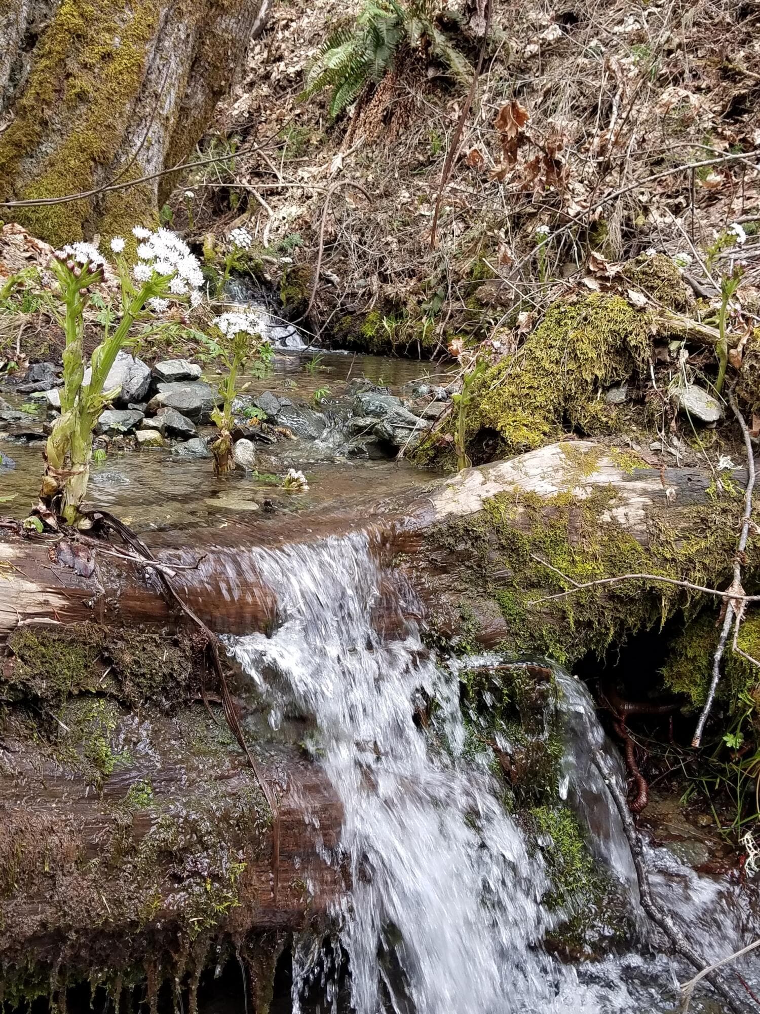 Resized_20190321_145125_1733337172743. Photo 1 of 42, 2905 Birdseye Creek Road, Gold Hill, OR 97525