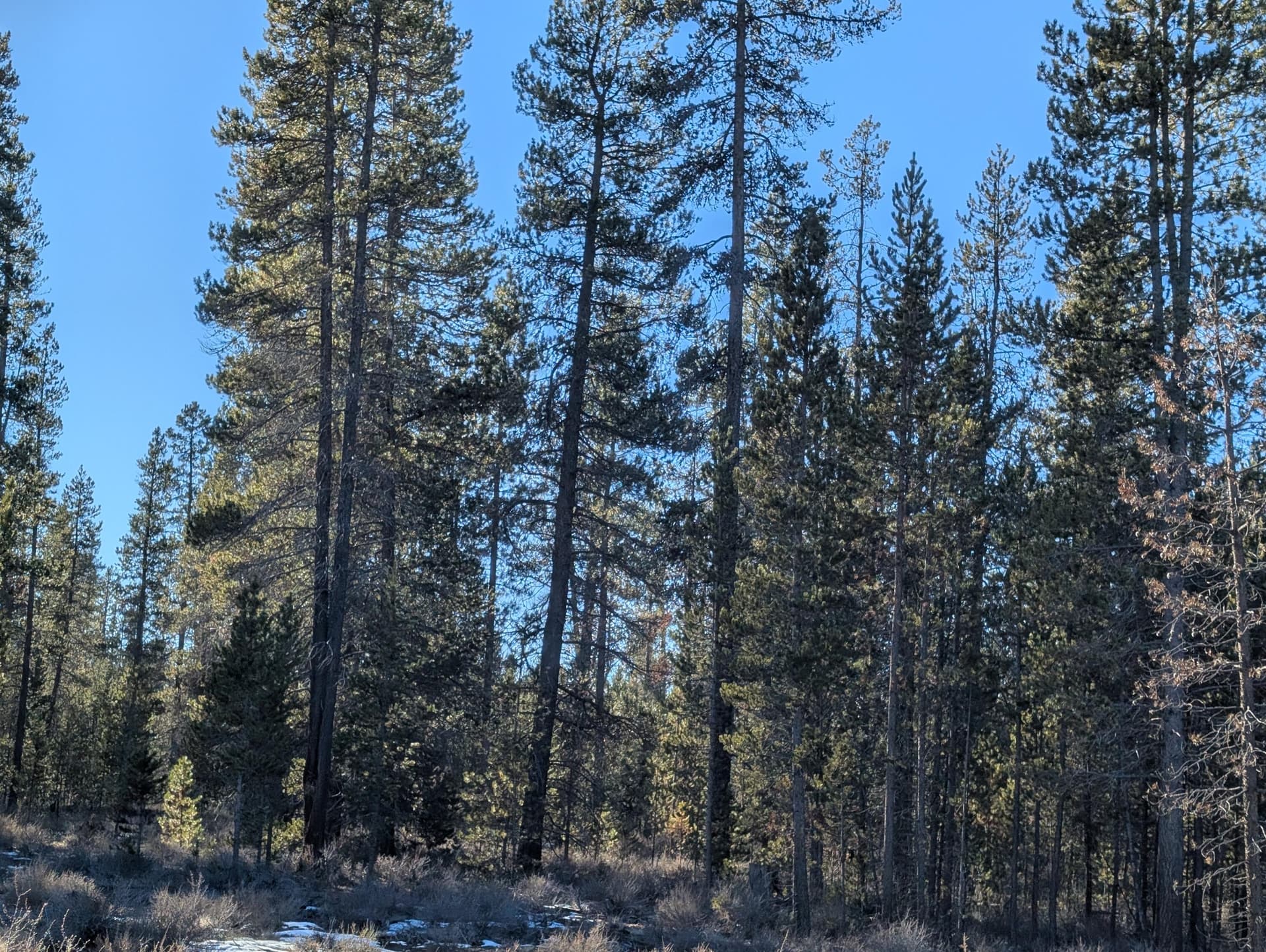 PXL_20260114_212744483. Photo 5 of 6, TL 211107B000108, Bend, OR 97707