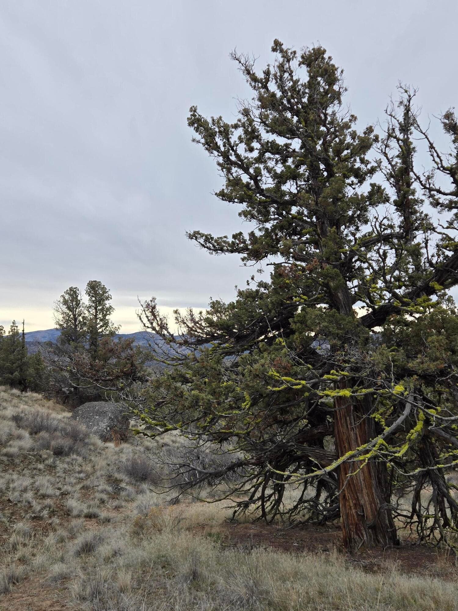 20260213_134947. Photo 5 of 10, 9697 SE Pavati Drive Unit Lot 27, Prineville, OR 97754