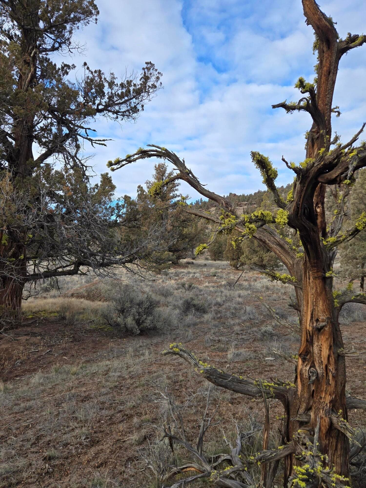 20260211_160639. Photo 2 of 13, 10098 SE Pavati Drive Unit Lot 36, Prineville, OR 97754
