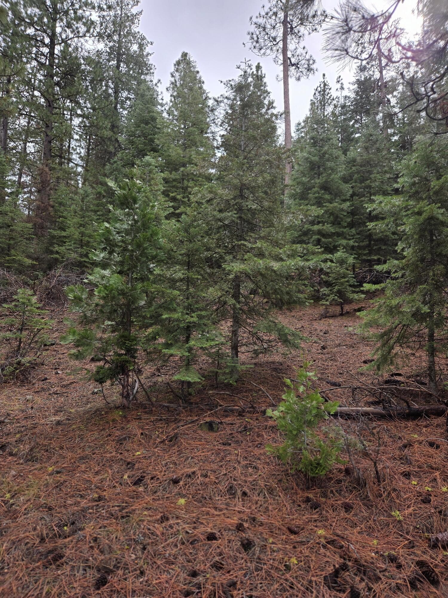 Lot. Photo 1 of 6, 0 E Yak / Hwy 140 Lane Unit Lot 1, Bonanza, OR 97623