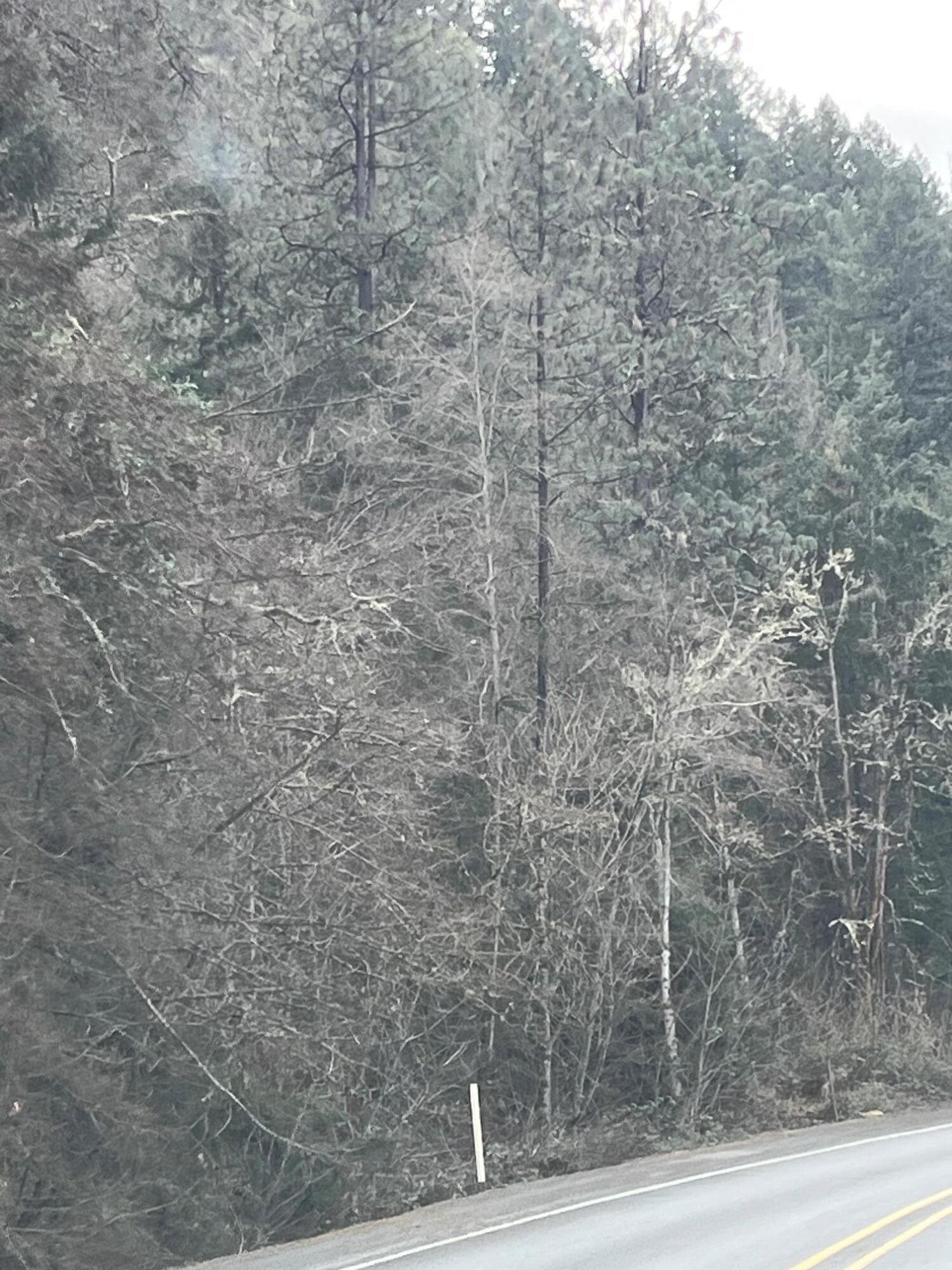 IMG_1526. Photo 5 of 8, Rogue River Highway Unit 1700, Rogue River, OR 97537