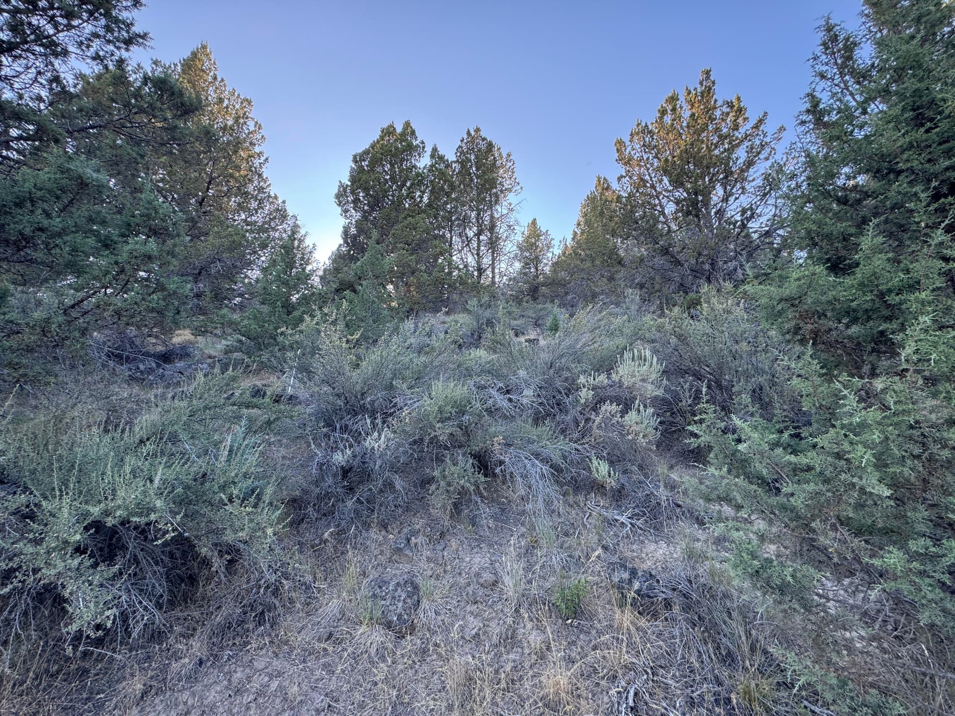 Shasta. Photo 2 of 8, 0 Shasta Unit 7, Sprague River, OR 97639