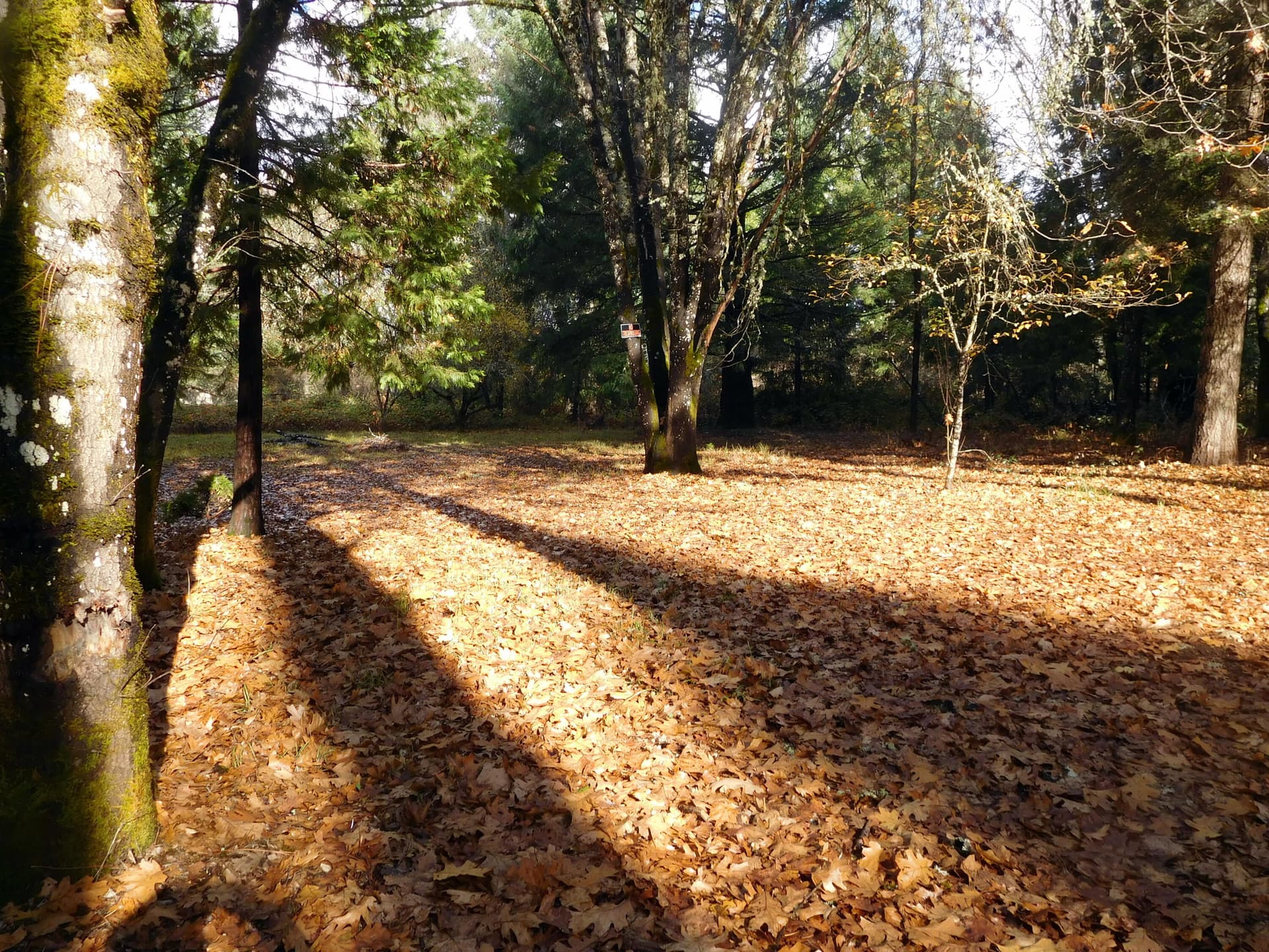 beautiful lot. Photo 1 of 4, 406 W Lister Street, Cave Junction, OR 97523