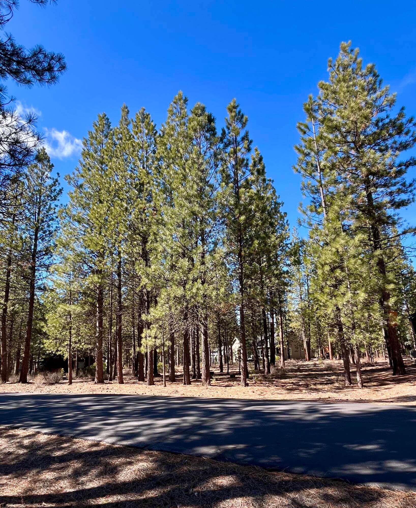 14165-5. Photo 2 of 16, 14165 Whitewater Loop, La Pine, OR 97739