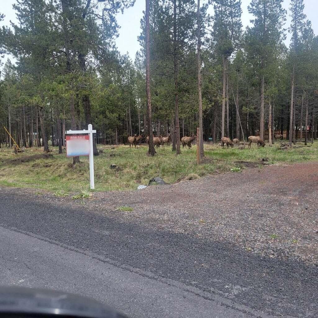 Elk on the lot. Photo 1 of 11, 55540 Big River Drive, Bend, OR 97707