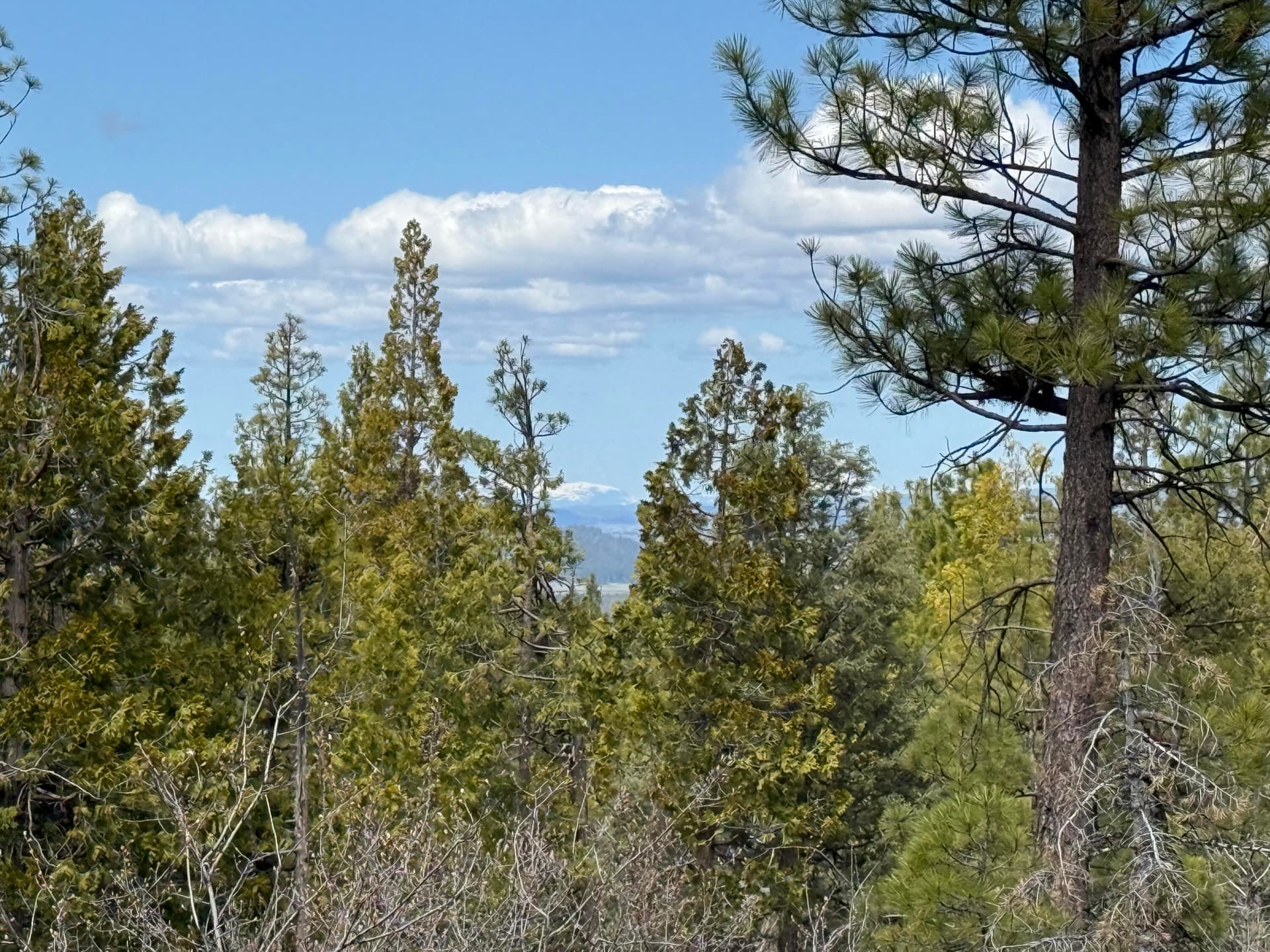 IMG_0807. Photo 2 of 12, 0 Yellowjacket Springs Rd, Beatty, OR 97621