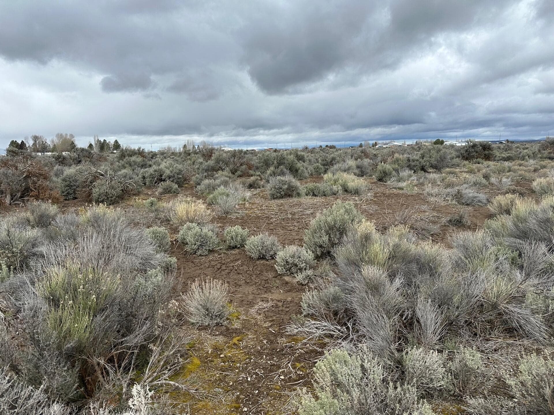 Native plants on Residential Lot. Photo 1 of 1, 0 NW Arrowhead [APN: 6055] Loop, Christmas Valley, OR 97641