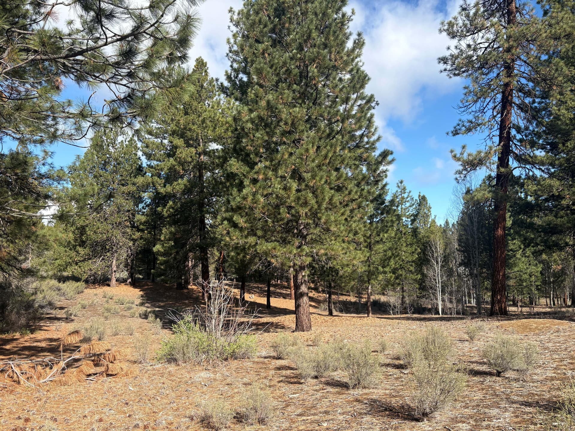Resized. Photo 1 of 8, 0 Pine Ridge Loop Unit Lot 5, Chiloquin, OR 97624