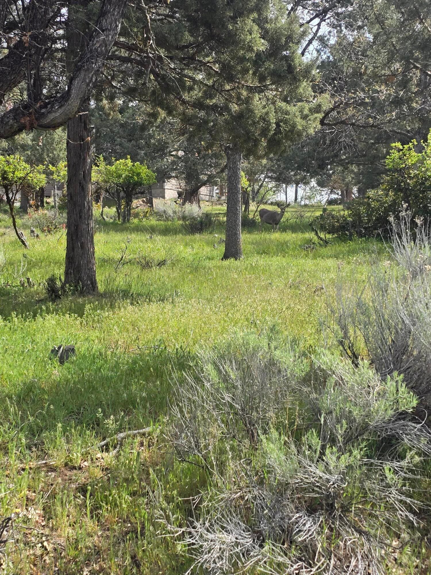 20260430_104238. Photo 4 of 4, Kestrel Road Unit 12, Klamath Falls, OR 97601