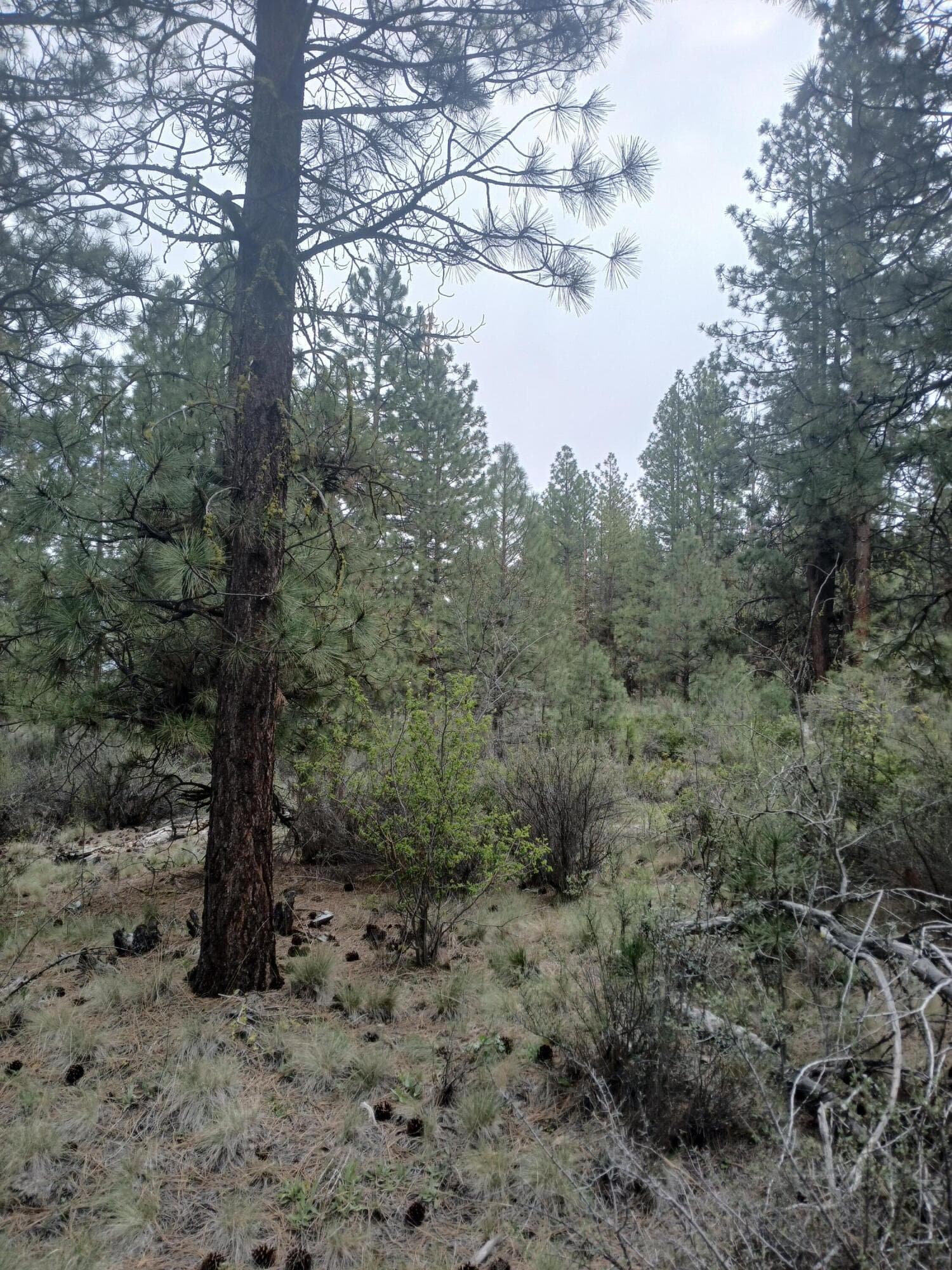 20260427_141403. Photo 1 of 18, 0 Tableland Road, Chiloquin, OR 97624