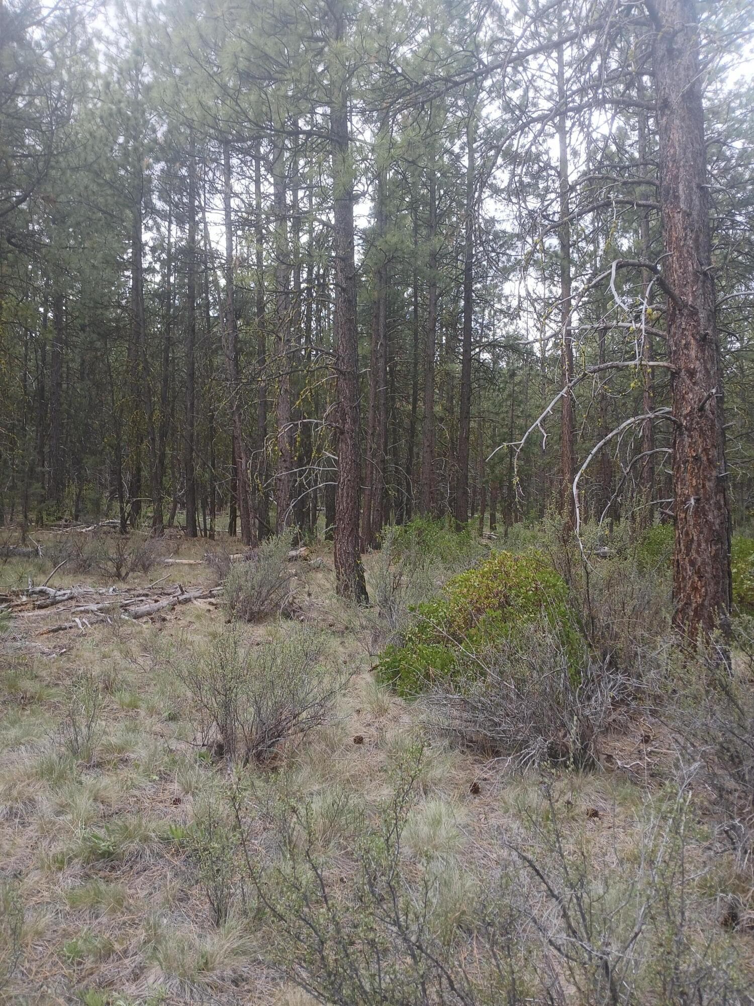 20260427_141417. Photo 2 of 18, 0 Tableland Road, Chiloquin, OR 97624