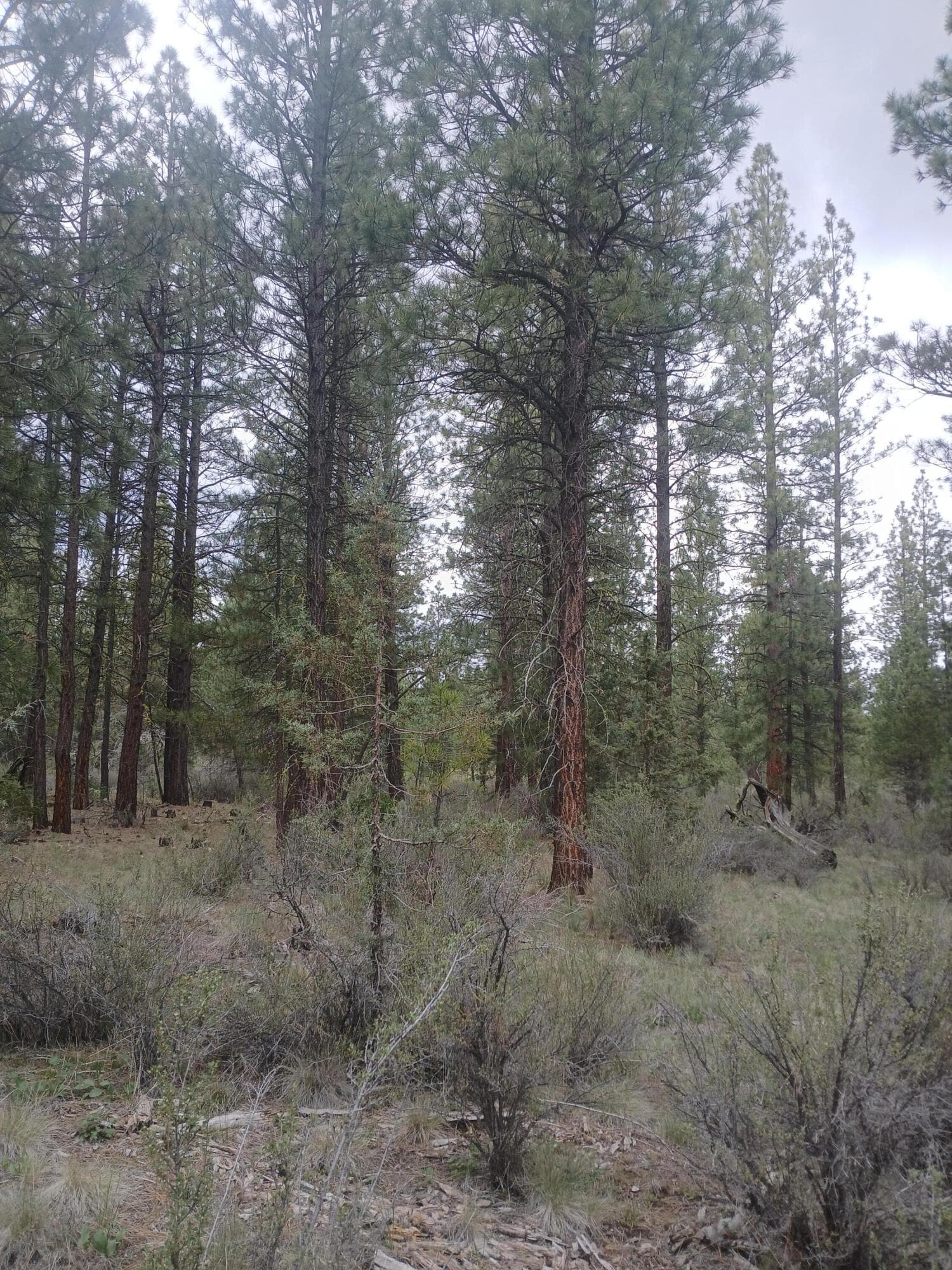 20260427_141539. Photo 3 of 18, 0 Tableland Road, Chiloquin, OR 97624