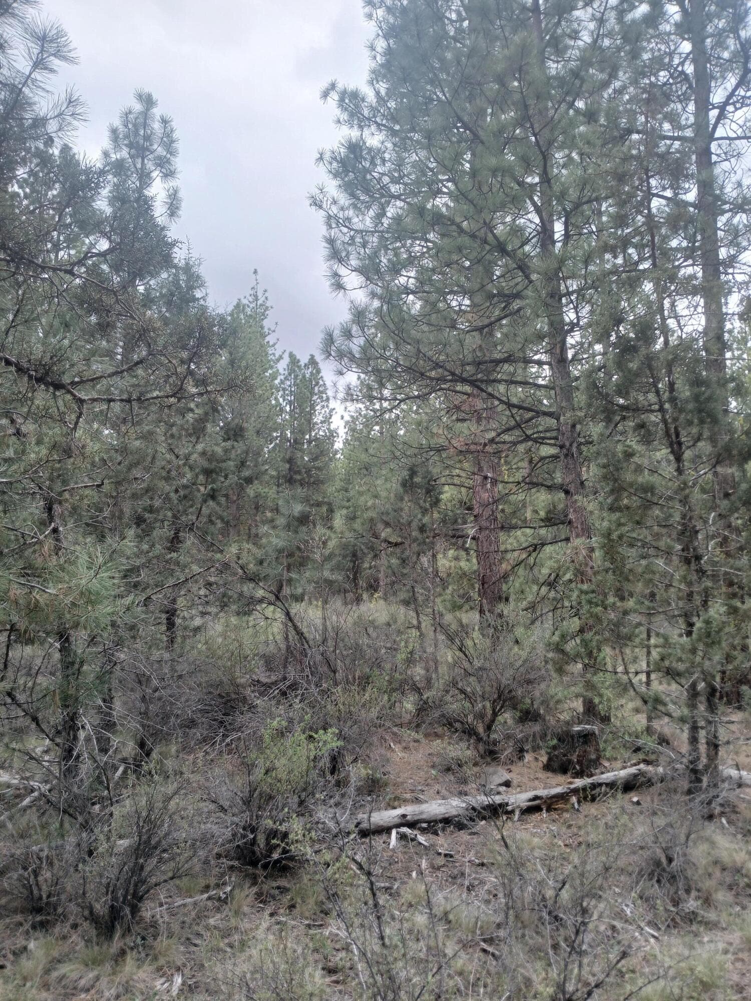 20260427_141621. Photo 4 of 18, 0 Tableland Road, Chiloquin, OR 97624
