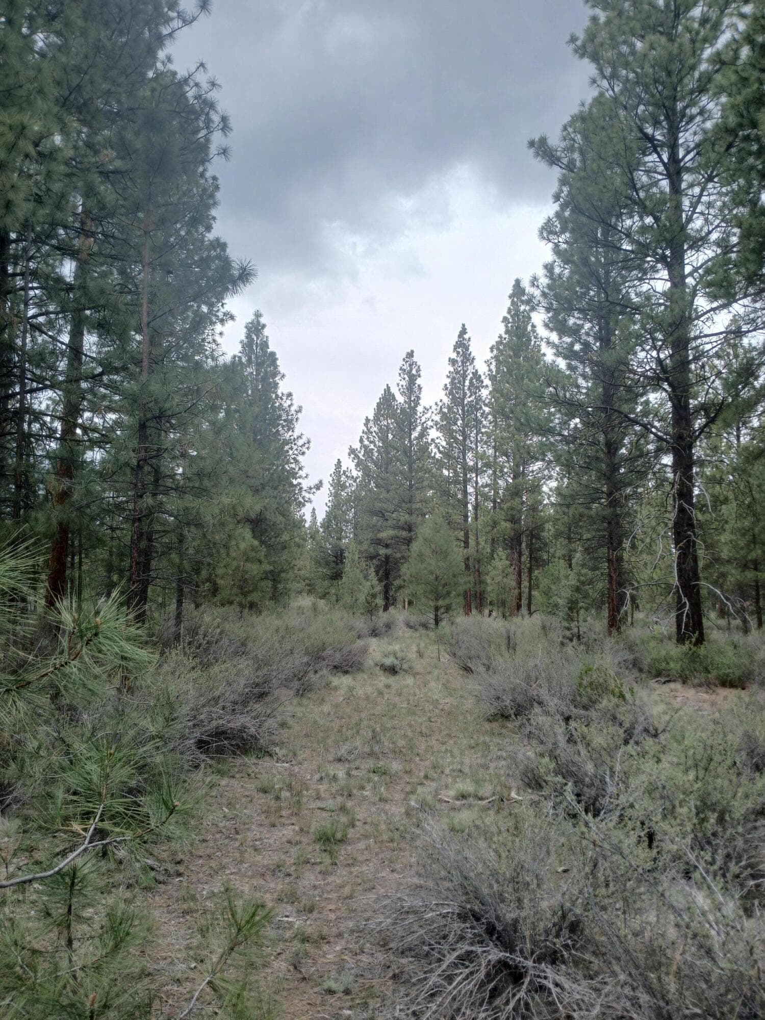 20260427_141731. Photo 5 of 18, 0 Tableland Road, Chiloquin, OR 97624