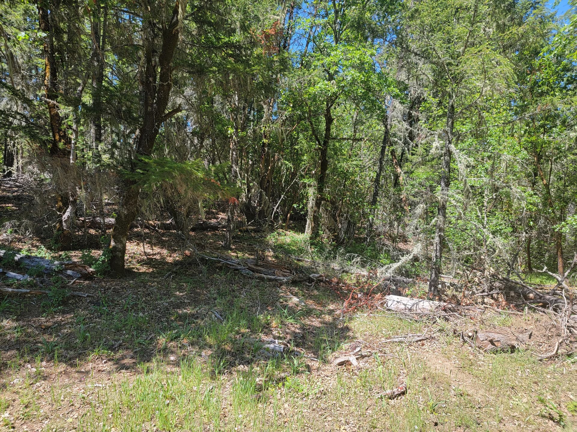 20260506_142644. Photo 3 of 10, Redwood Highway Unit TL 211, Selma, OR 97538