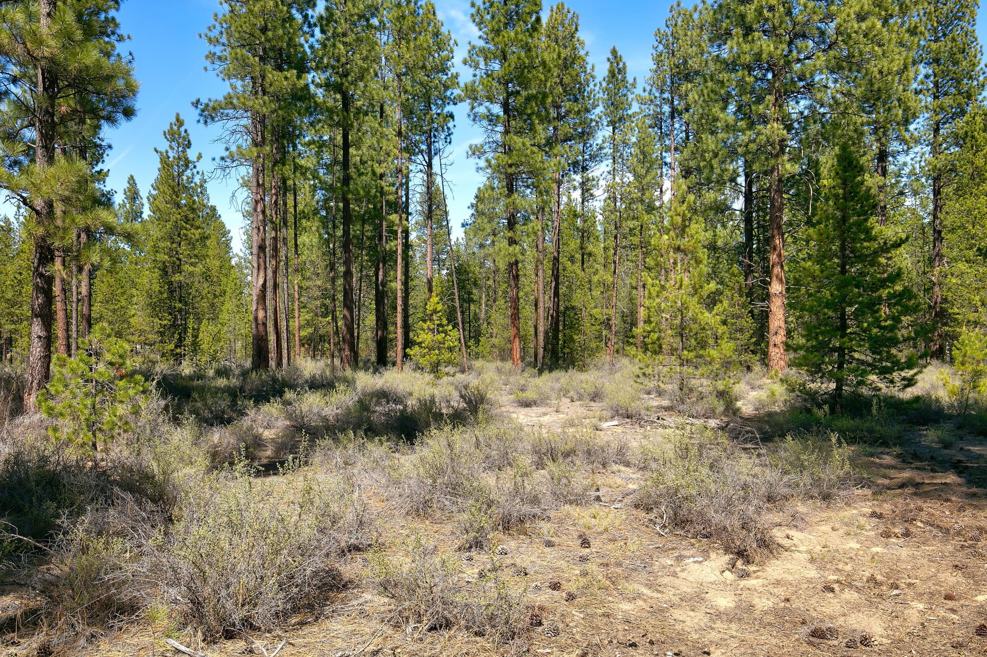 03. Photo 3 of 20, 50750 Deer Forest Drive, La Pine, OR 97739
