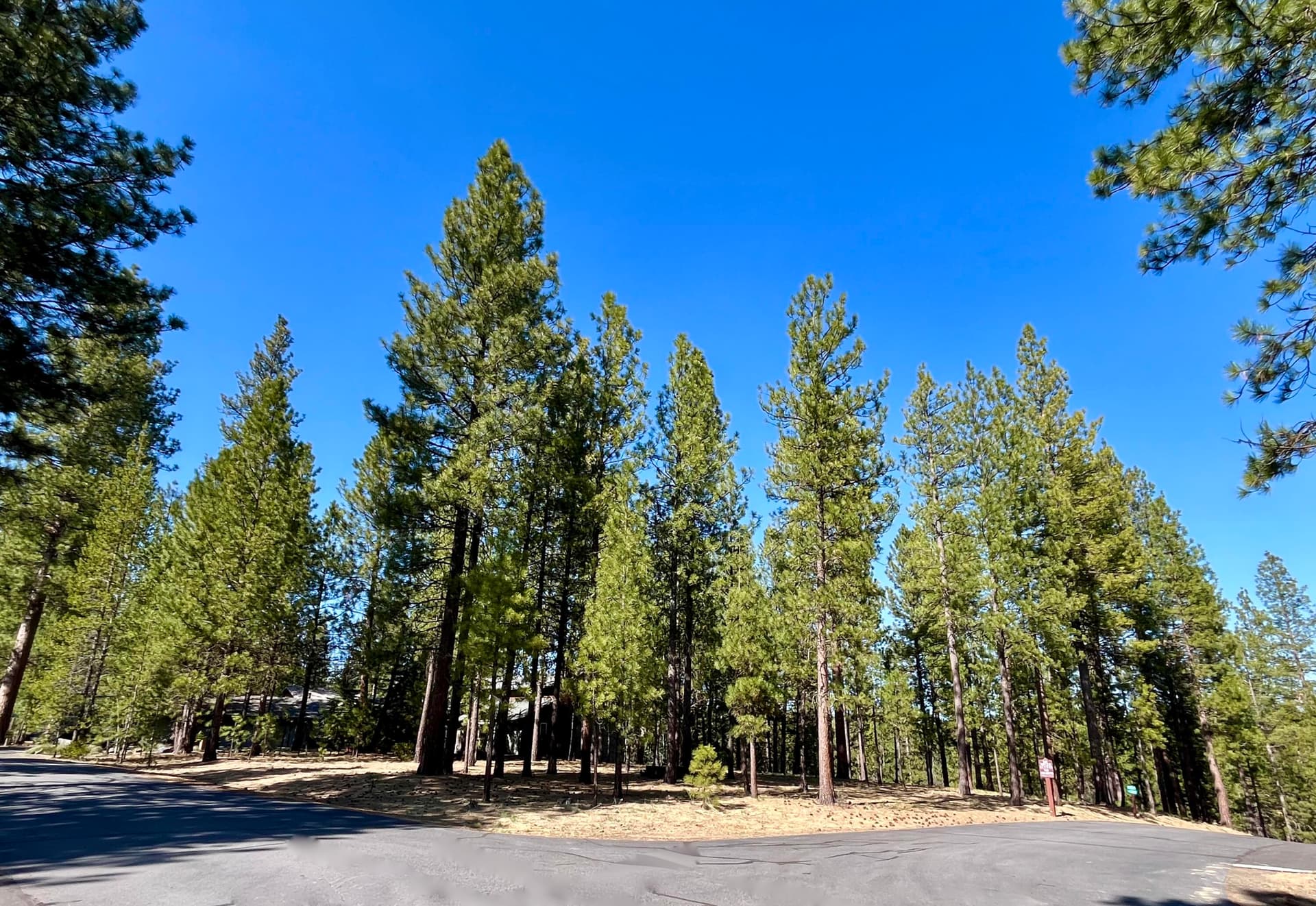 Beautifully treed parcel. Photo 3 of 20, 53514 Wildriver Way, La Pine, OR 97739