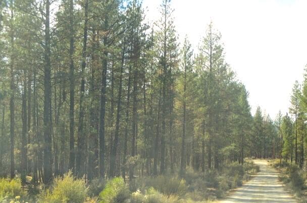 IMG_6097. Photo 2 of 5, 0 Pheasant Lane Unit 16, Chiloquin, OR 97624