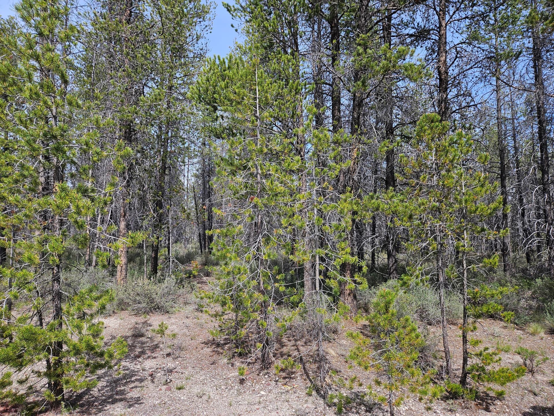 20260515_154407. Photo 2 of 5, 0 Scott View Drive Unit 7, Chiloquin, OR 97624