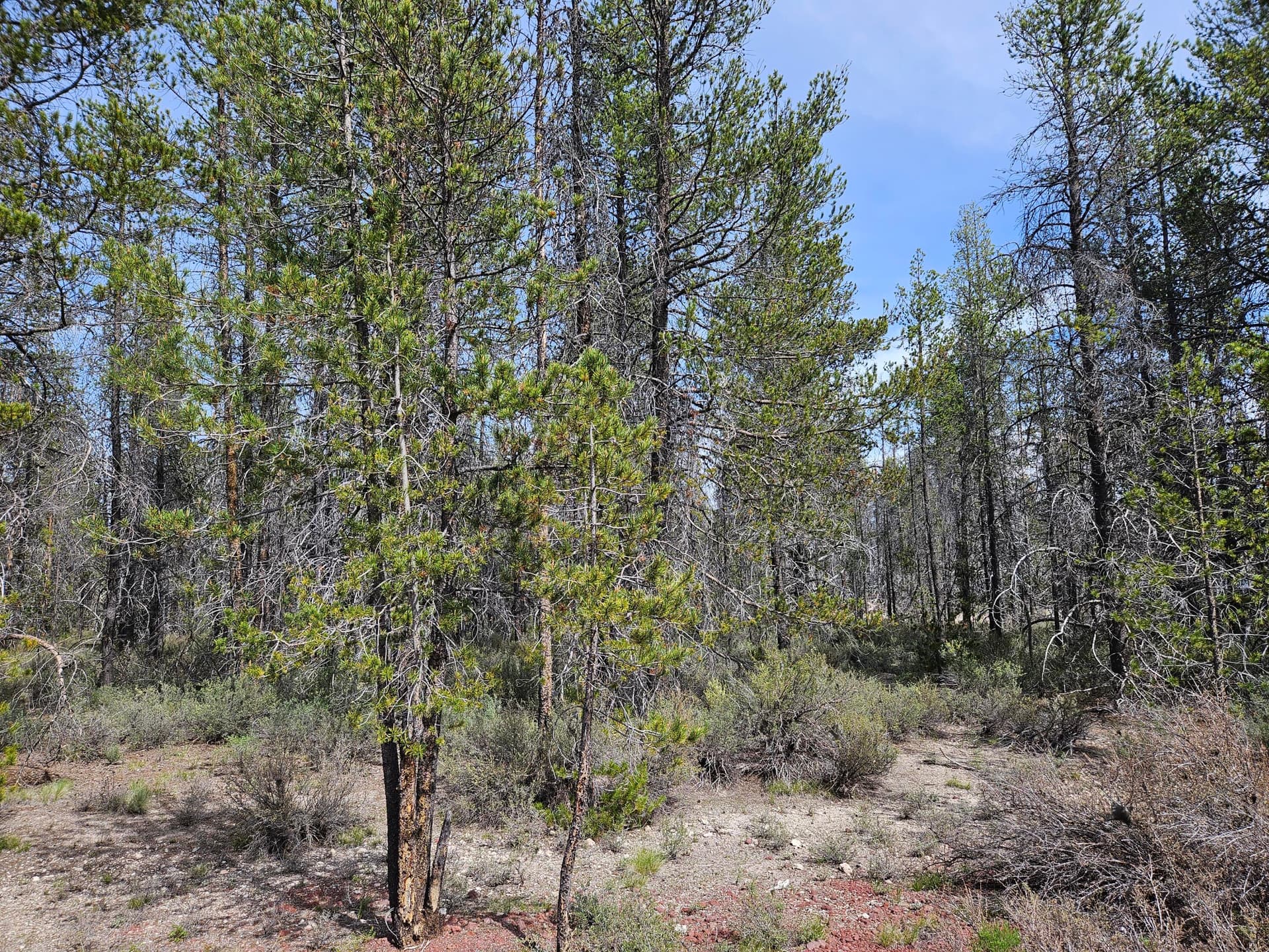 20260515_154420. Photo 4 of 5, 0 Scott View Drive Unit 7, Chiloquin, OR 97624