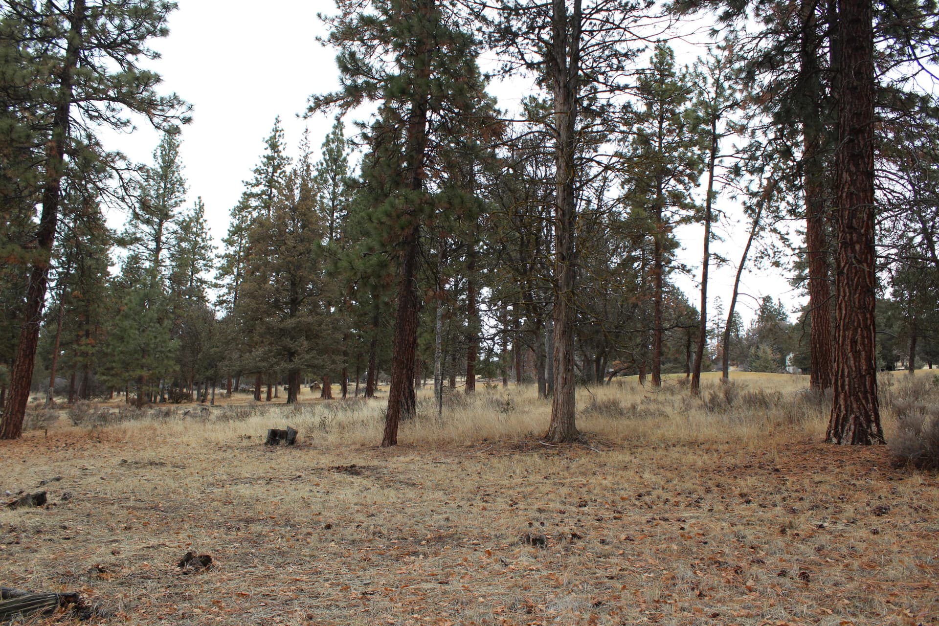 IMG_0311. Photo 2 of 6, 68 Merganser Unit 68, Klamath Falls, OR 97601