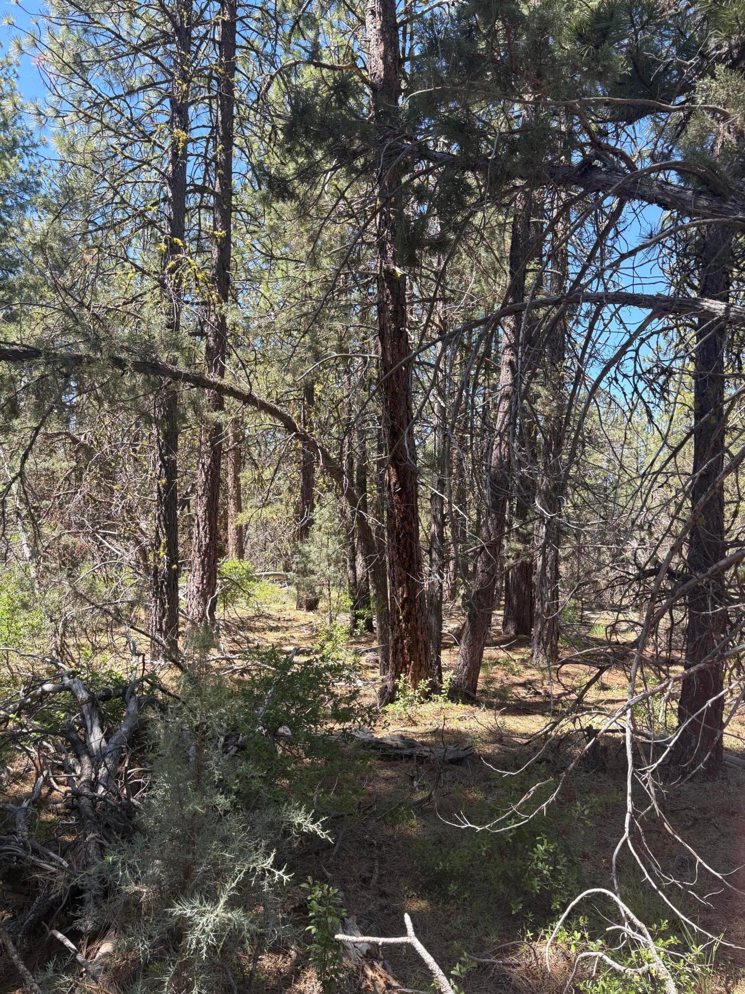 View from Street. Photo 2 of 3, 0 Chickadee Drive Unit Lot 10, Bonanza, OR 97623