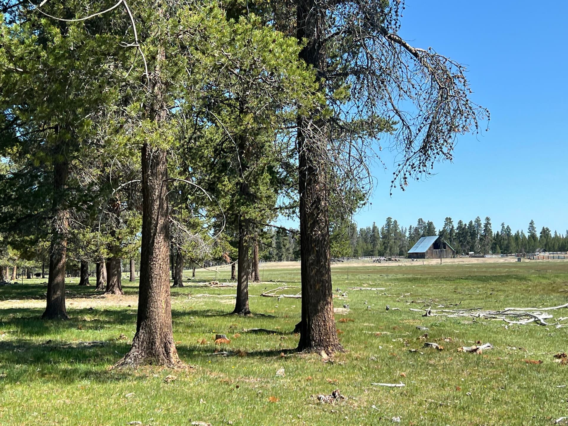 North view from pasture. Photo 5 of 35, 151772 Beal Road, La Pine, OR 97739