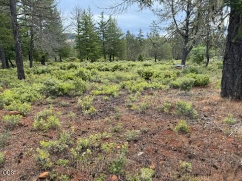 close to north line of prop.. Photo 4 of 13, 32001 Redwood Highway, Cave Junction, OR 97523