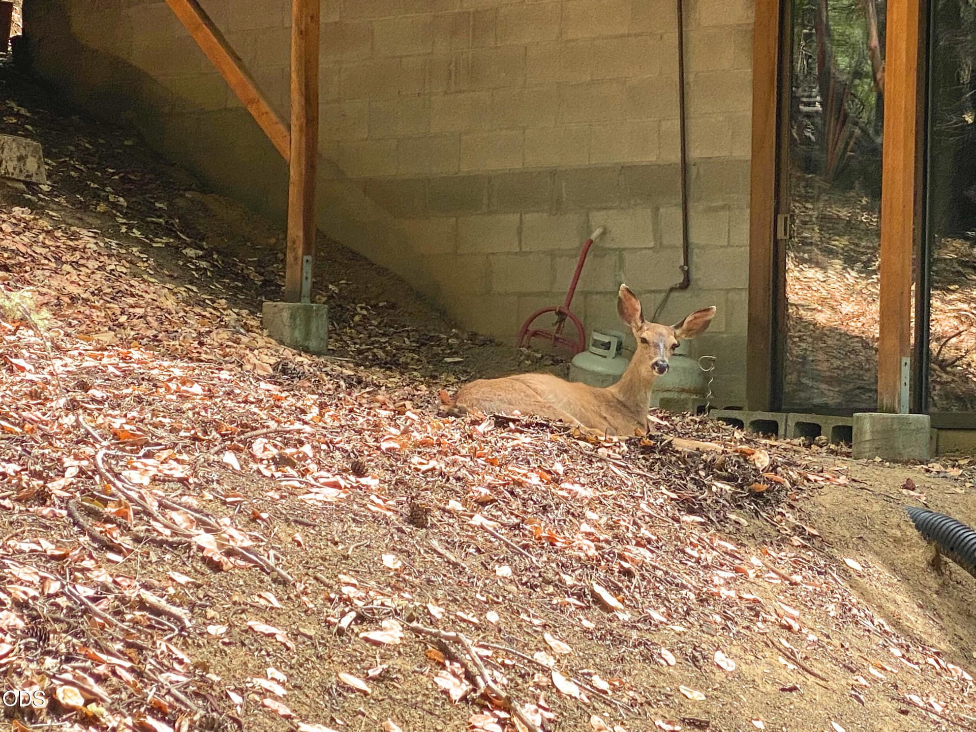 doe (1). Photo 5 of 57, 939 Beaver Creek Road, Jacksonville, OR 97530