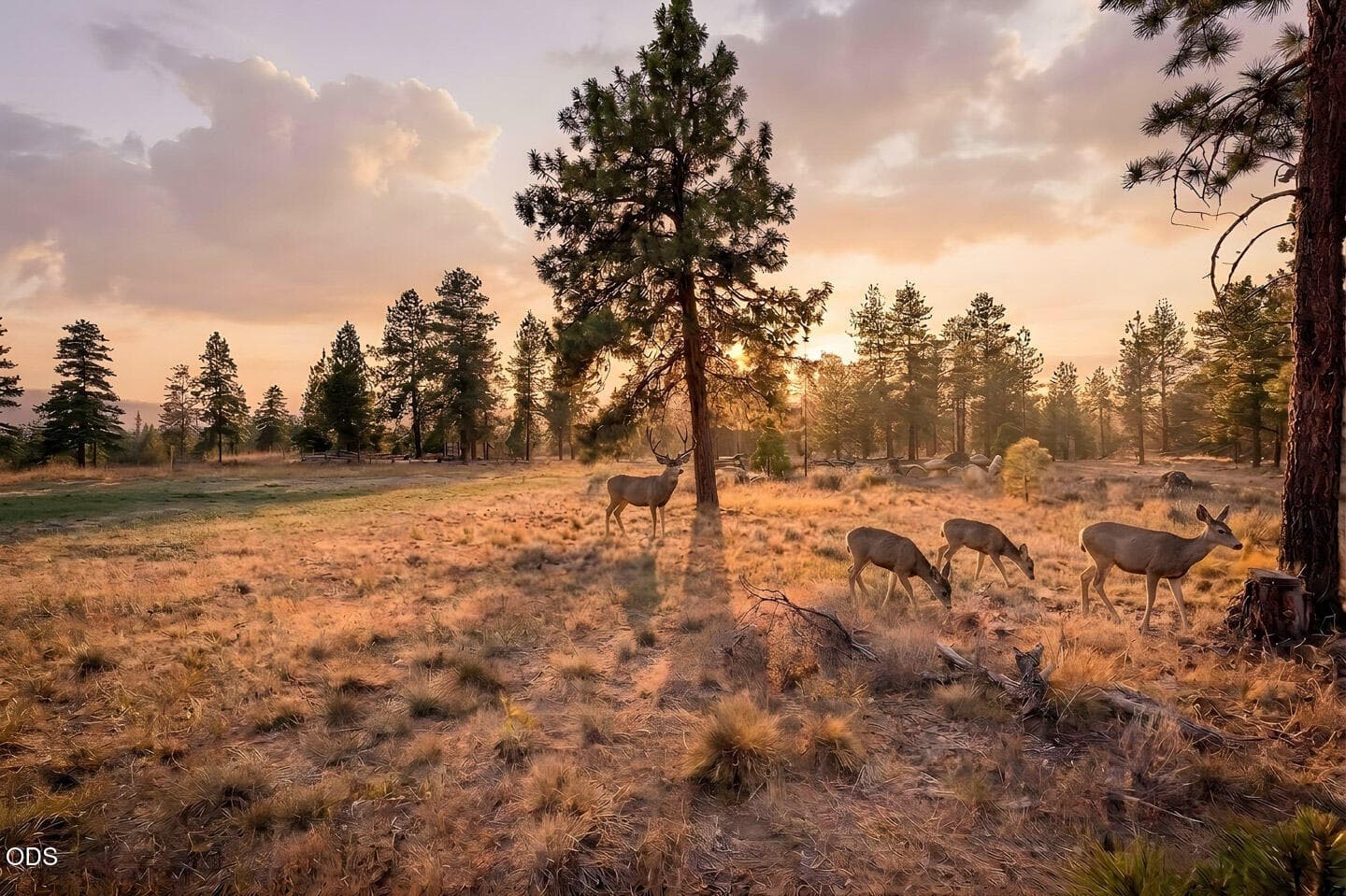 Enhanced Deer. Photo 5 of 31, 18705 Tumalo Reservoir Road, Bend, OR 97703