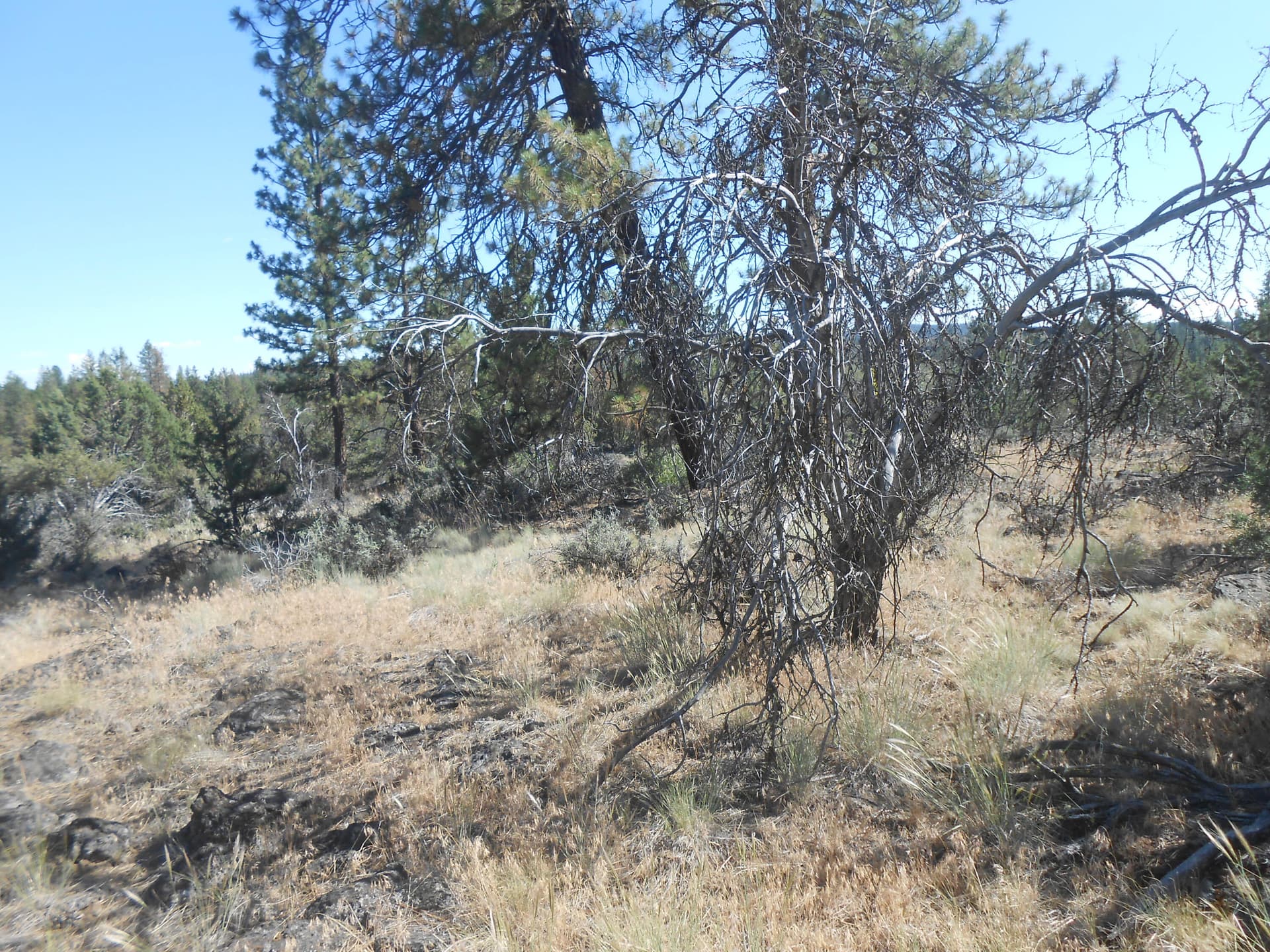 DSCN2255. Photo 1 of 10, 0 Ground Squirrel Drive, Bonanza, OR 97623