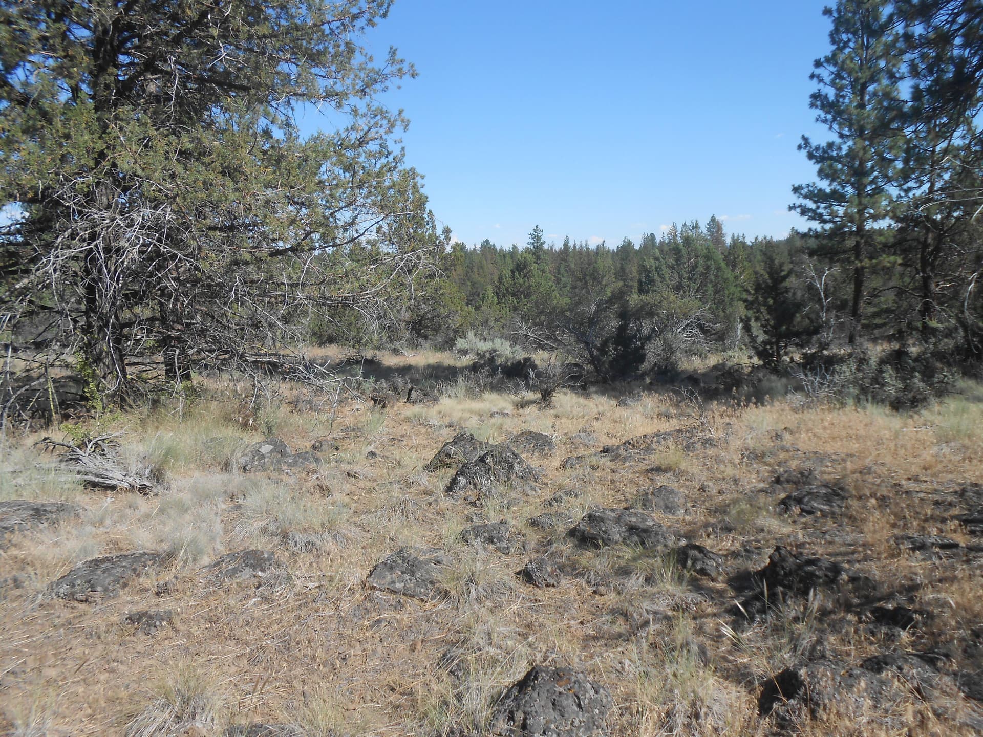 DSCN2254. Photo 4 of 10, 0 Ground Squirrel Drive, Bonanza, OR 97623