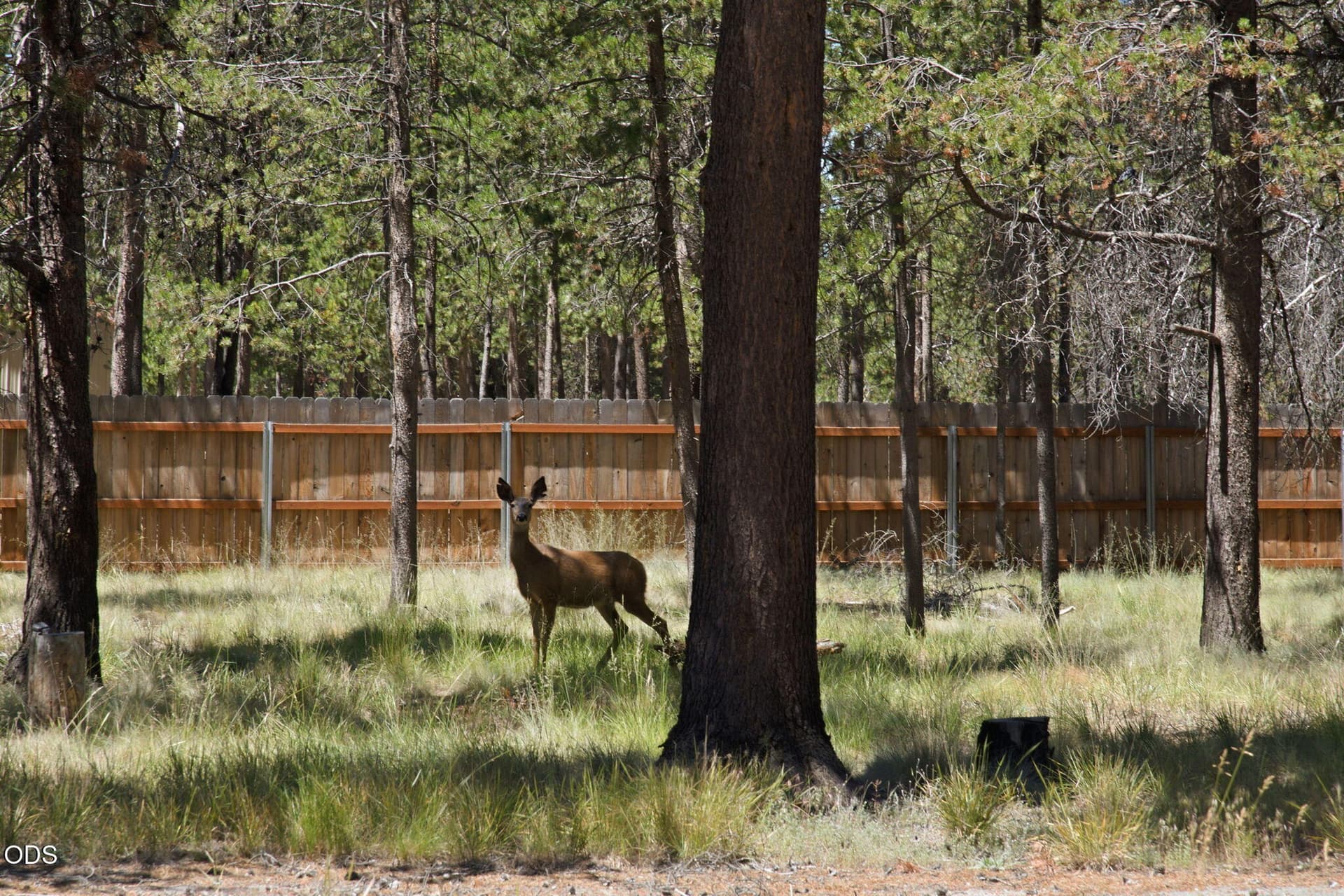 Enjoy wildlife on your property!. Photo 4 of 13, 52525 River Pine Road, La Pine, OR 97739