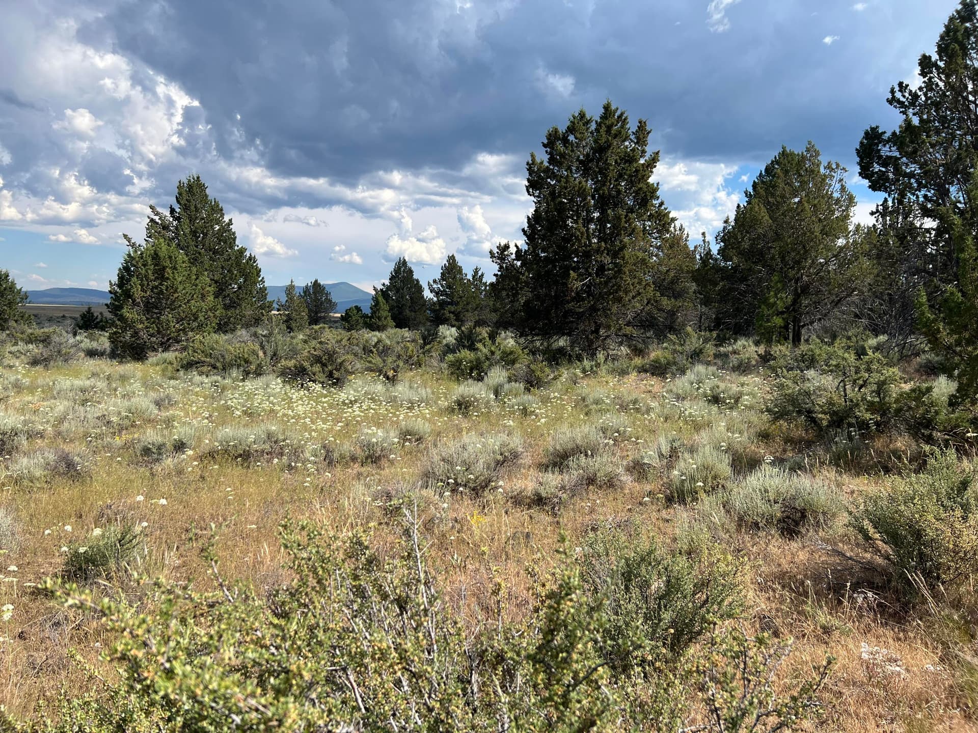 forest. Photo 4 of 12, Tableland Road Unit 700, Sprague River, OR 97639