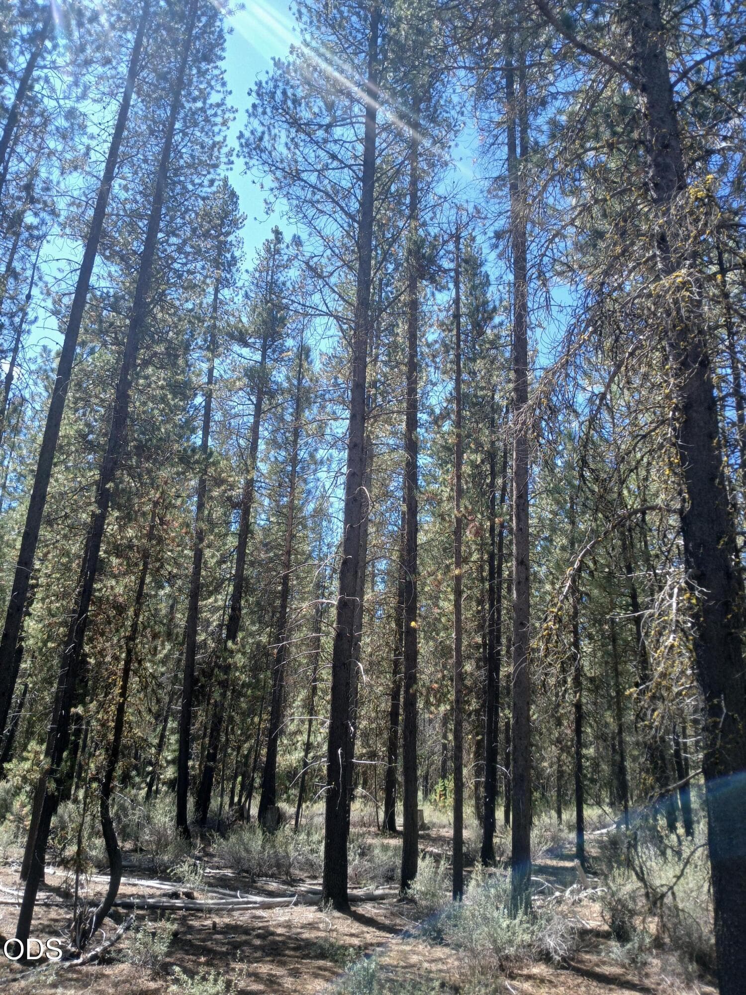 3. Photo 3 of 17, 0 Schoonover 5 Road Unit Lot #3600, Crescent, OR 97733