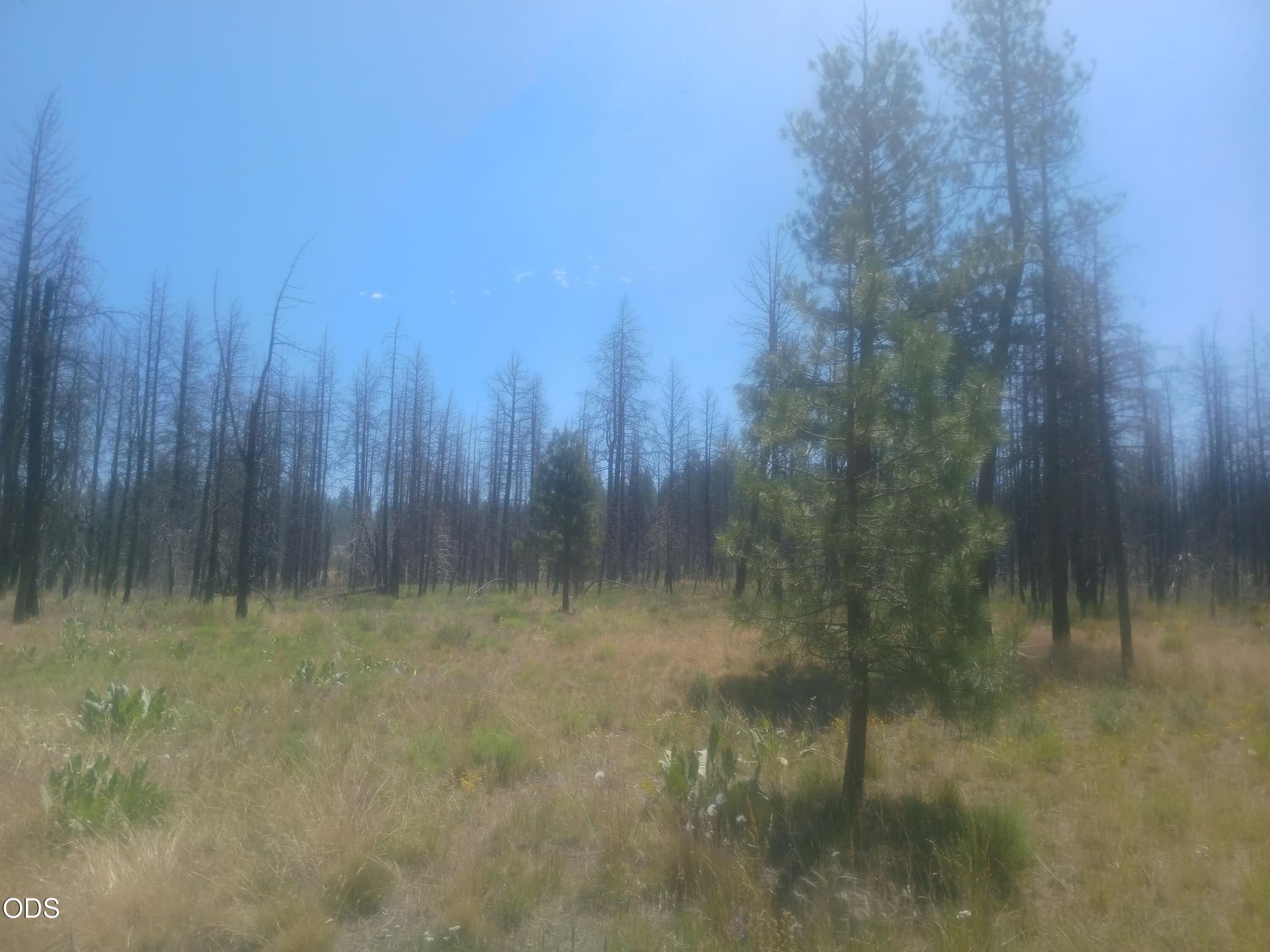 20260718_112433. Photo 5 of 11, 34228 Zebra Lane, Bonanza, OR 97623