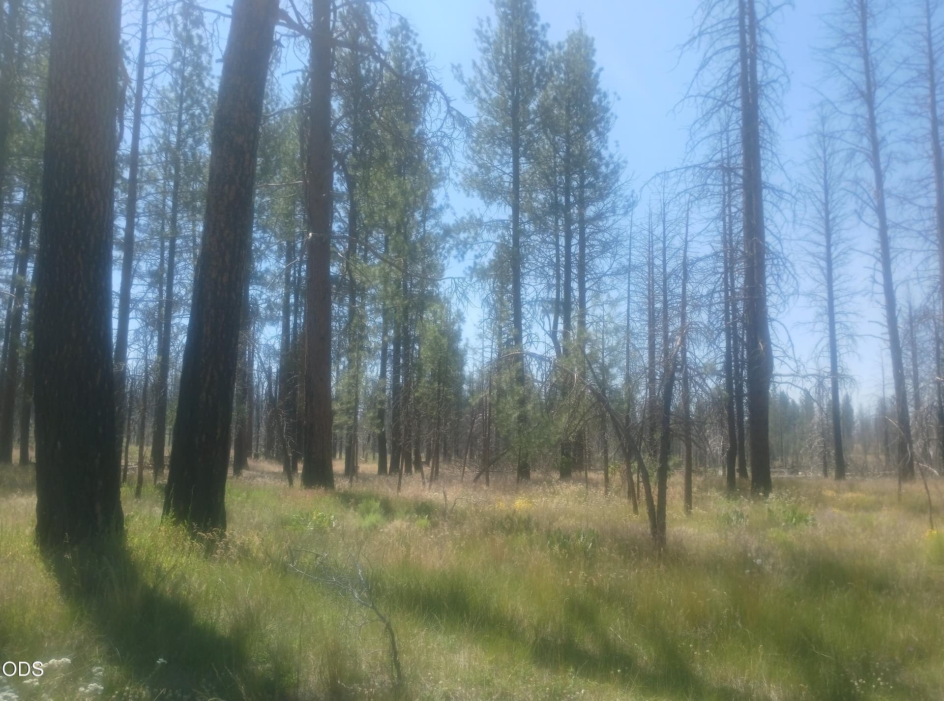 20260718_112622. Photo 3 of 11, 34228 Zebra Lane, Bonanza, OR 97623