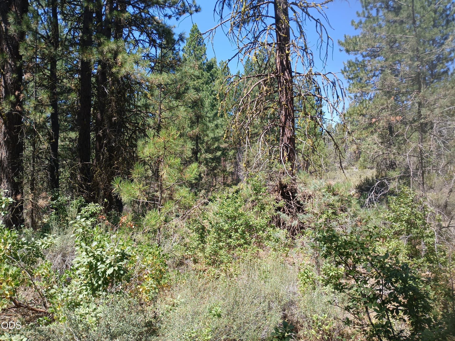 5. Photo 5 of 10, 0 Oriole Drive Unit Lot 13, Bonanza, OR 97623