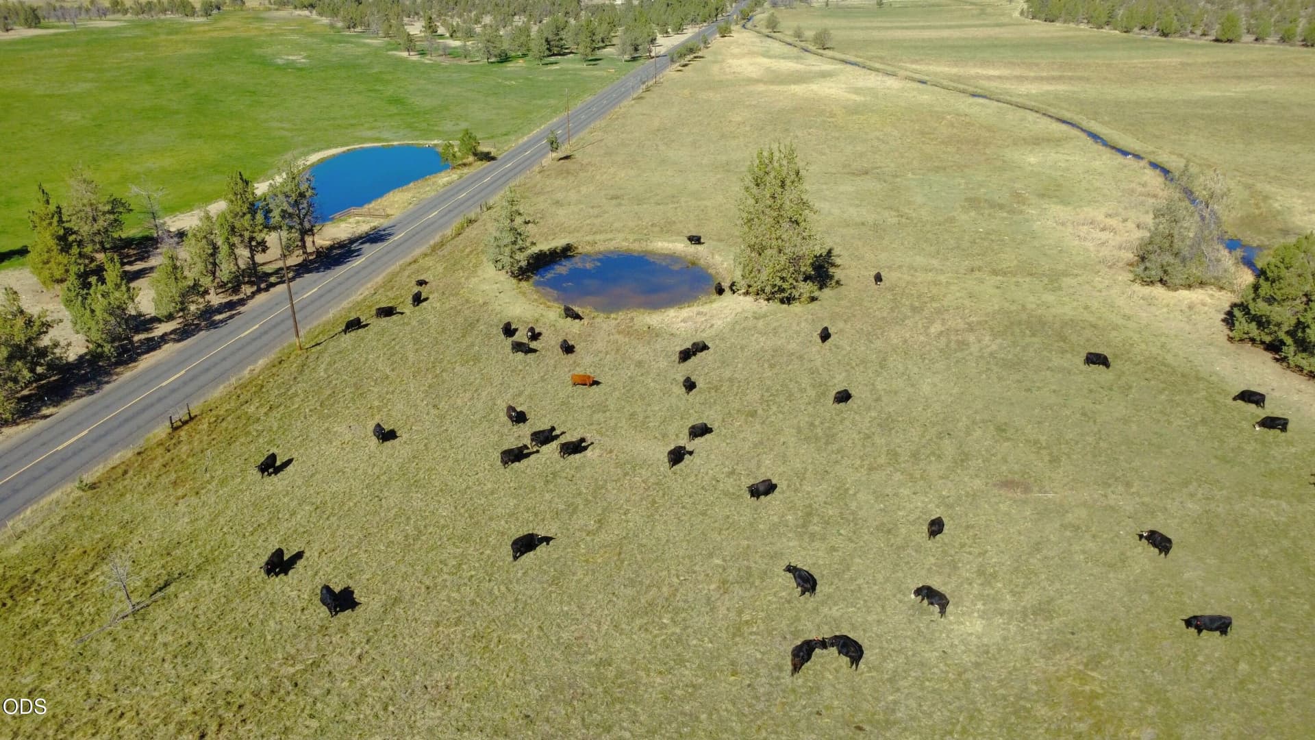 Cows in pasture and pond super green. Photo 2 of 38, 0200 SW Parrish Unit 0200, Powell Butte, OR 97753